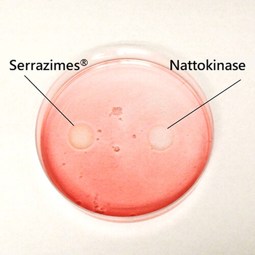 Serrazimes 除了具有鋸齒酵素活性之外，亦有納豆激酶活性，為多功效的蛋白質分解酵素