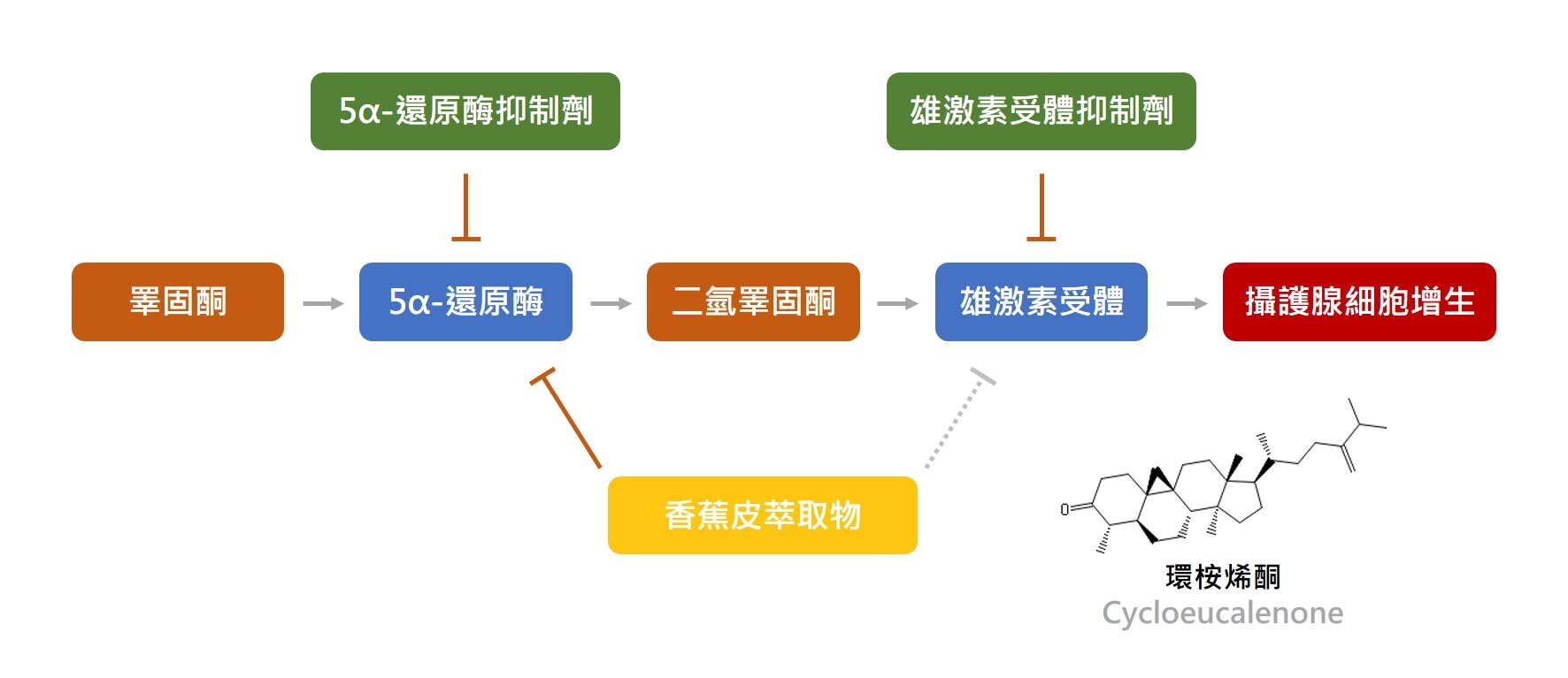 香蕉皮 萃取物可能透過抑制 5a-R 還原酶還改善攝護腺肥大