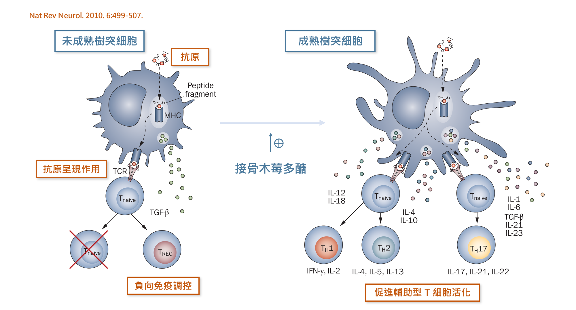 接骨木莓多醣能夠促進樹突細胞成熟,發揮免疫調節的功能