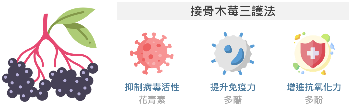 接骨木莓能夠抑制病毒活性、提升免疫力及抗氧化力
