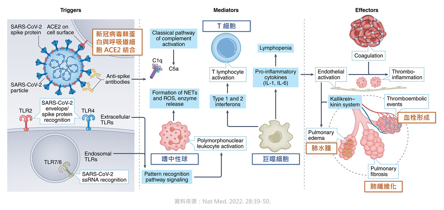 新冠病毒主要透過其棘蛋白與宿主細胞 ACE2 結合為感染途徑,並可能導致肺水腫、肺纖維化及血栓形成等病症。