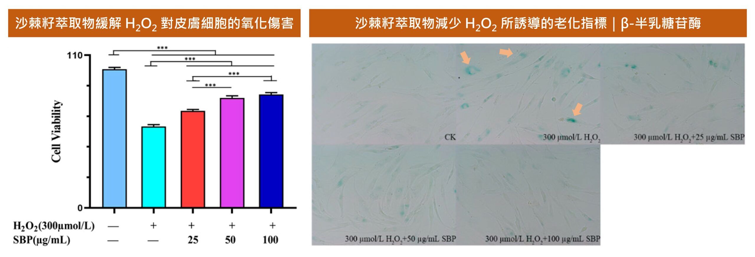 沙棘籽富含原花青素,能夠提供強大的抗氧化力,減緩細胞老化