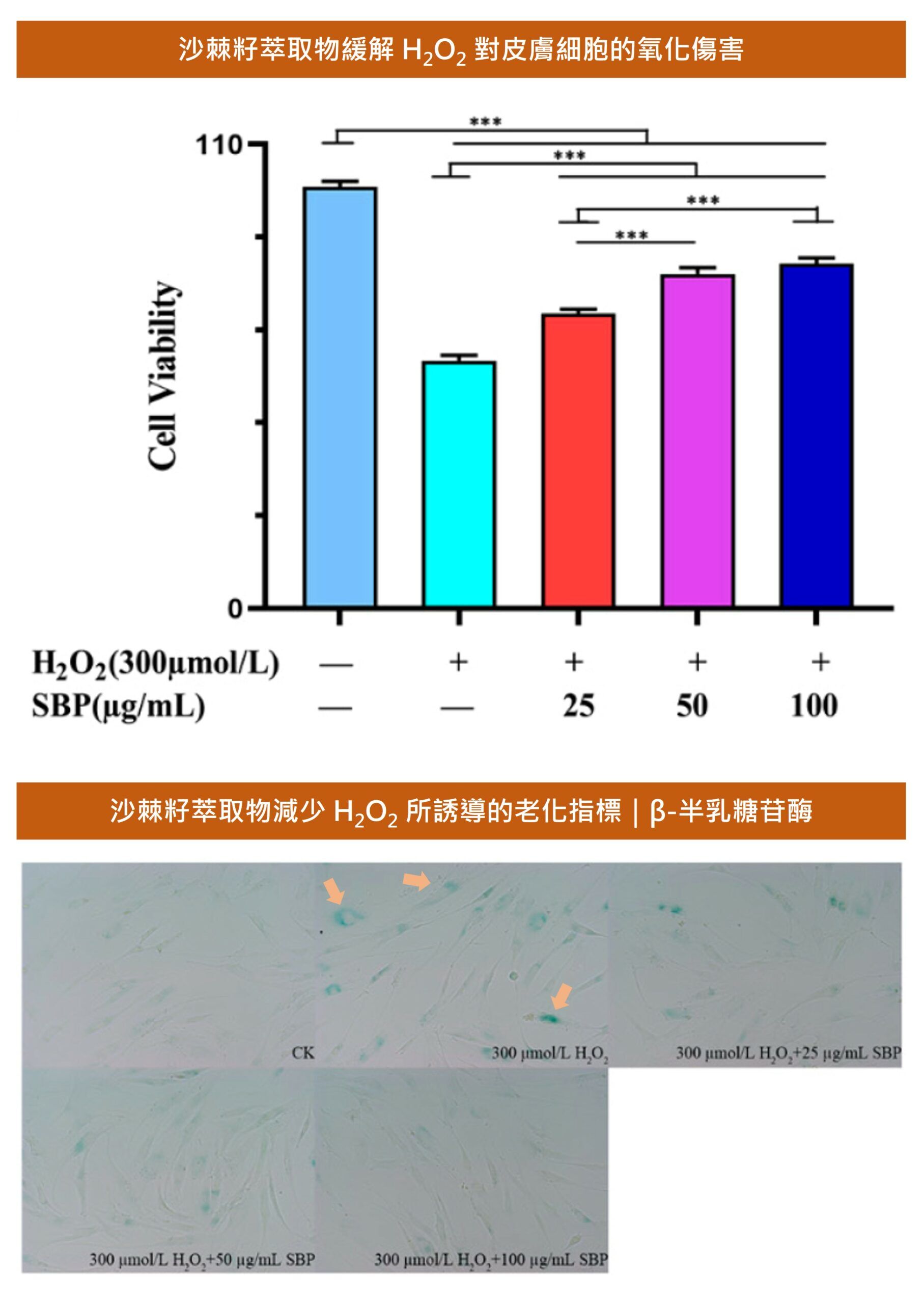 沙棘籽富含原花青素,能夠提供強大的抗氧化力,減緩細胞老化