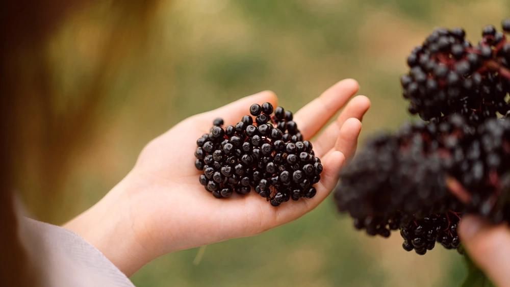 接骨木莓多酚能夠幫助調整腸道菌叢，具有益生元的作用