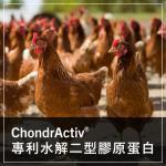 ChondrActiv® 專利雞軟骨萃取物