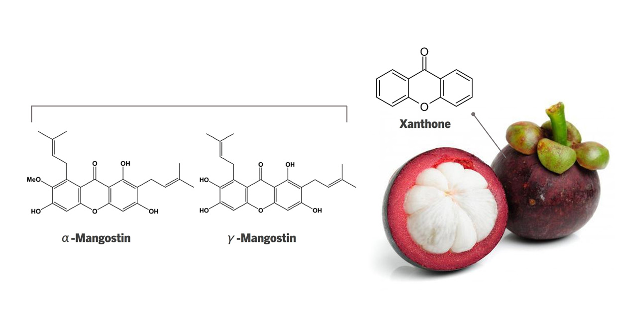 α-mangostin 是山竹果殼中最主要的山酮素 (Xanthone)。