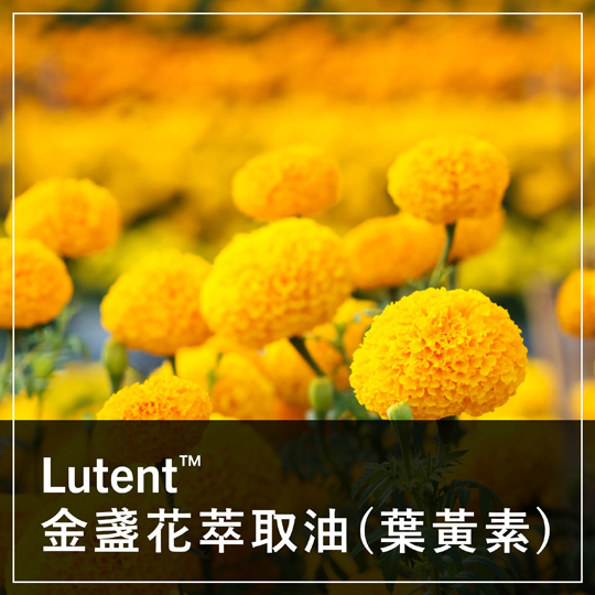 Lutent™ 金盞花萃取油 (游離型葉黃素)