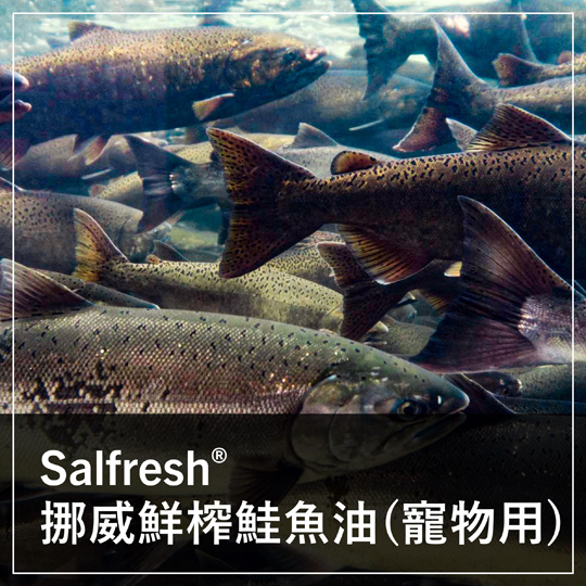 保健食品原料 - 保健原料 - SALFRESH - 鮭魚油 - SALMON - FISH - OIL